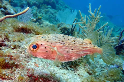 Hall of Fame - A spiny porcupine fish posing for the portrait